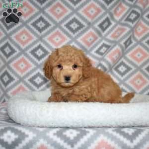 Peanut, Bich-Poo Puppy